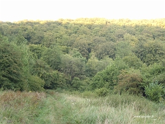 La forêt d'Algrange dans le vallon de la Burbach sur le GR5